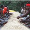 Yirgacheffe, Ethiopia Raised African Beds
