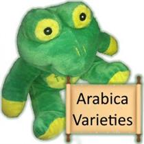Arabica varieties