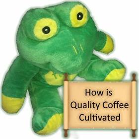 How is Quality Coffee Produced – Part 1: Cultivation