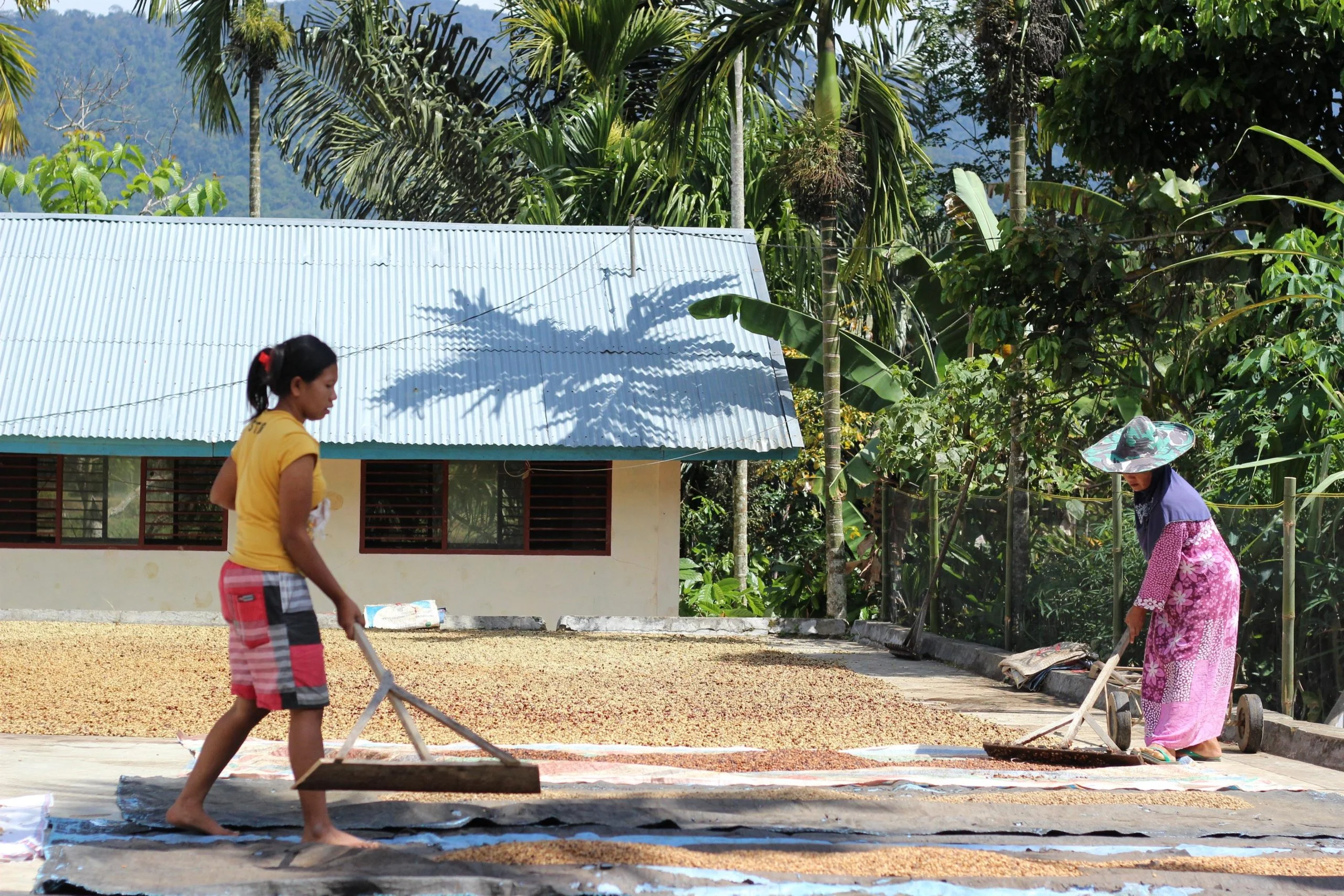 Sumatran Surian Solok coffee beans (SW) roasted in Cape Town - Image 2