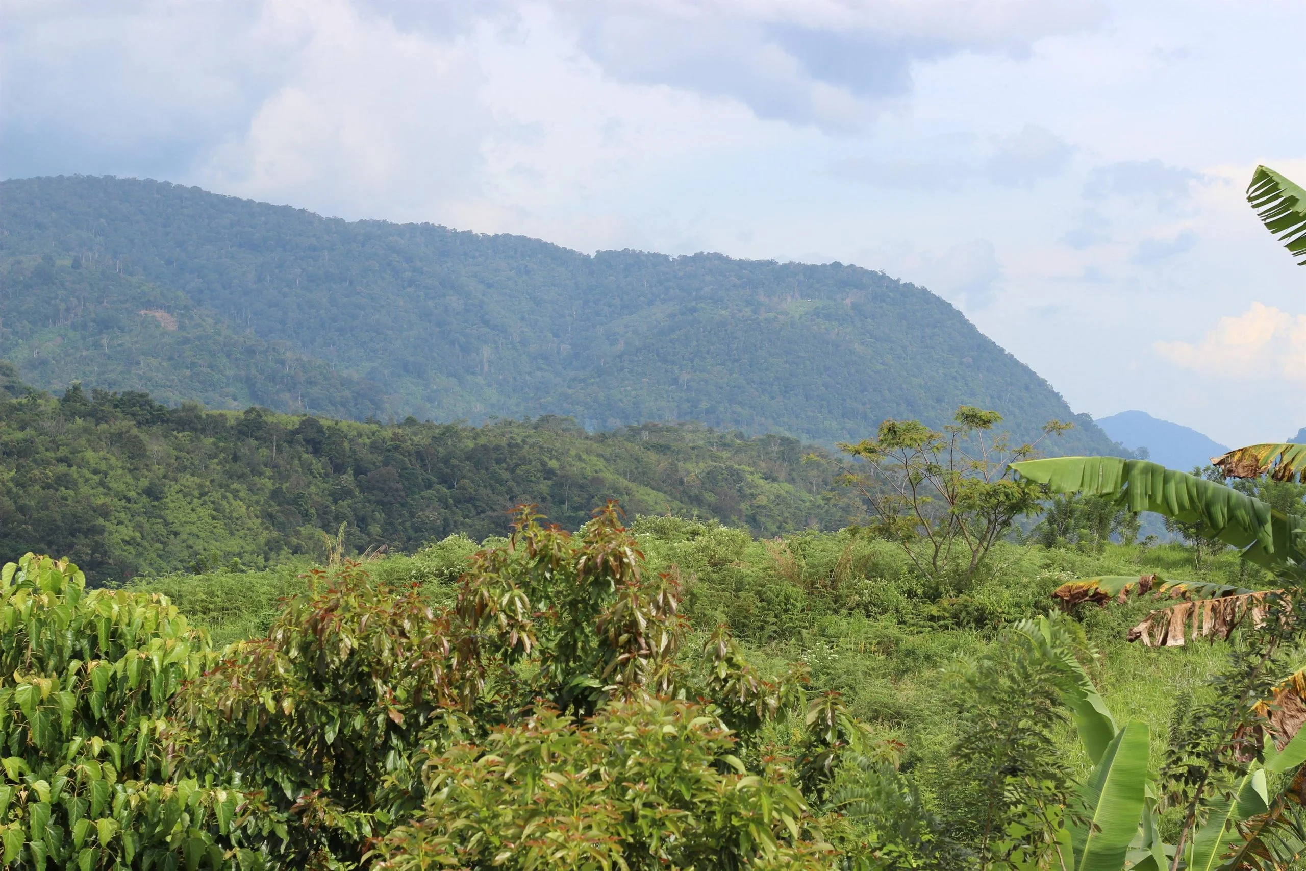 Sumatran Surian Solok coffee beans (SW) roasted in Cape Town - Image 3