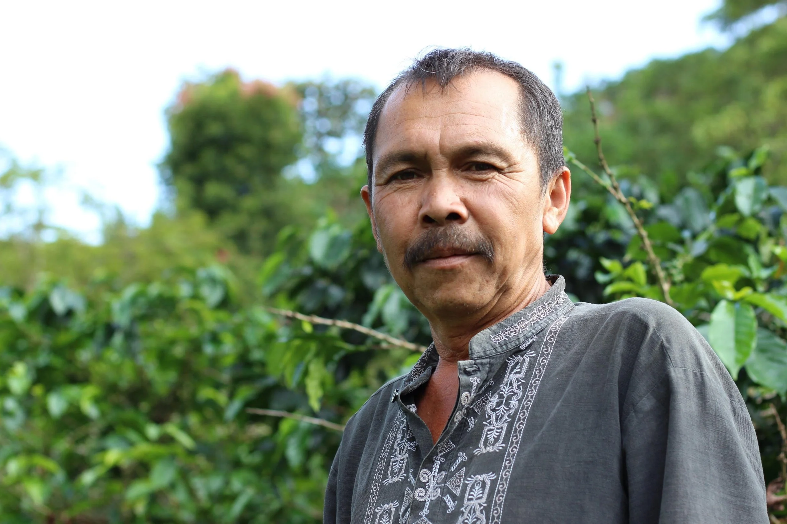 Sumatran Surian Solok coffee beans (SW) roasted in Cape Town - Image 4