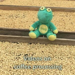 Videos On Coffee Processing