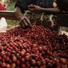 Burundian Kinyovu Natural Sorting Cherries