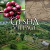 Gesha Village Coffee Estate coffee lot