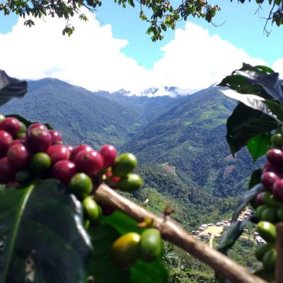 Peru-El-Guayacan-Coffee And View
