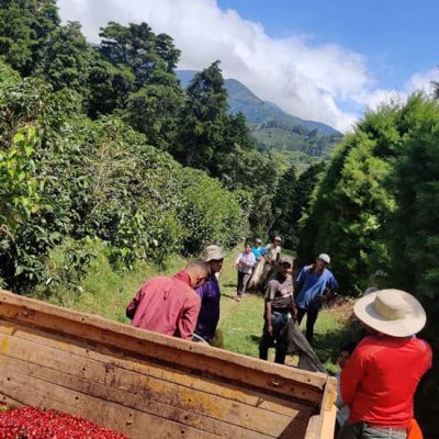 Costa-Rica-Rita-Herrera-On-The-Farm-web