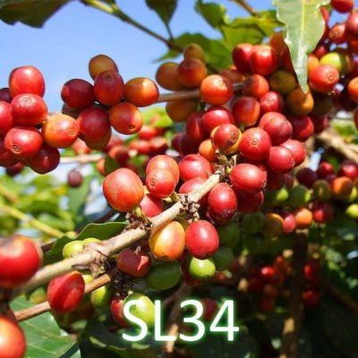 SL34 cultivar