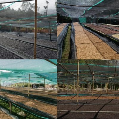 Alo coffee Shade Grown nets