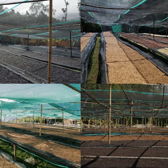 Alo coffee Shade Grown nets