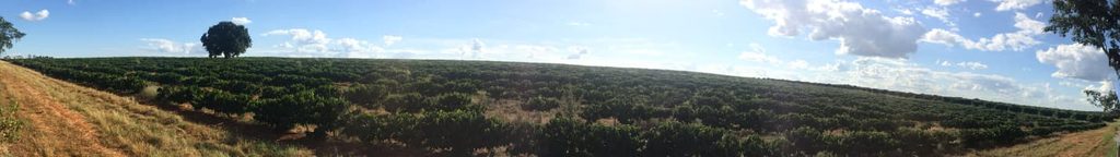 Brazilian Coffee Wide angle
